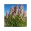 Pampasgras (Cortaderia Selloana) Rosa Feder