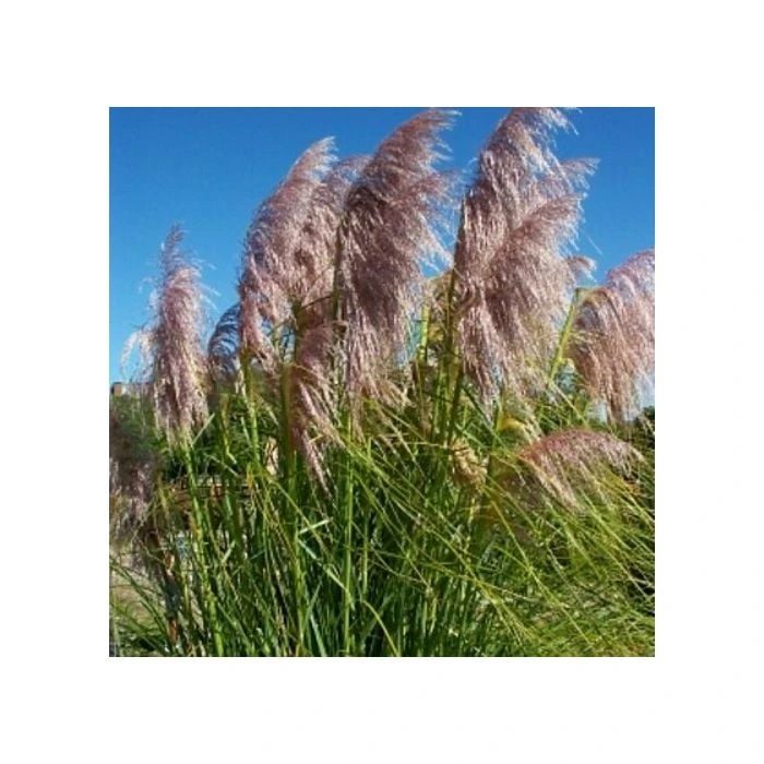 Pampasgras (Cortaderia Selloana) Rosa Feder 3 Pampasgras (Cortaderia Selloana) Rosa Feder