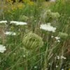 Wilde Möhre (Daucus Carota) -LICHTNELKE Geschäft daucus carota wilde moehre lichtnelke owz i
