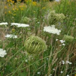 Wilde Möhre (Daucus Carota)