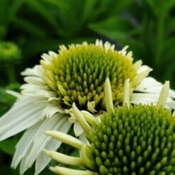 Sonnenhut (Echinacea Purpurea) Delicious Nougat 11 Sonnenhut (Echinacea Purpurea) Delicious Nougat -LICHTNELKE Geschäft delicious nougat1 Staudengrtnerei Bargest