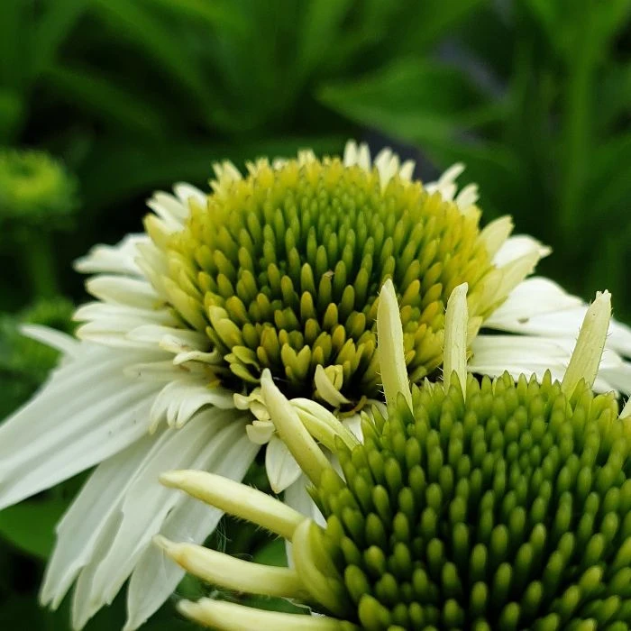 Sonnenhut (Echinacea Purpurea) Delicious Nougat 6 Sonnenhut (Echinacea Purpurea) Delicious Nougat – Bild 4
