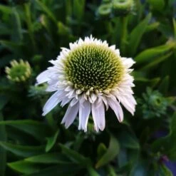 Sonnenhut (Echinacea Purpurea) Delicious Nougat 10 Sonnenhut (Echinacea Purpurea) Delicious Nougat -LICHTNELKE Geschäft delicious nougat2 Staudengrtnerei Bargest