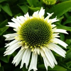 Sonnenhut (Echinacea Purpurea) Delicious Nougat 12 Sonnenhut (Echinacea Purpurea) Delicious Nougat -LICHTNELKE Geschäft delicious nougat Staudengrtnerei Bargest