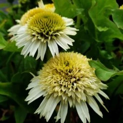 Sonnenhut (Echinacea Purpurea) Delicious Nougat 13 Sonnenhut (Echinacea Purpurea) Delicious Nougat -LICHTNELKE Geschäft delicisous nougat Staudengrtnerei Bargest