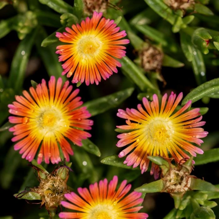 Mittagsblümchen (Delosperma) WHEELS OF WONDER Salmon Pink 4 Mittagsblümchen (Delosperma) WHEELS OF WONDER Salmon Pink – Bild 2