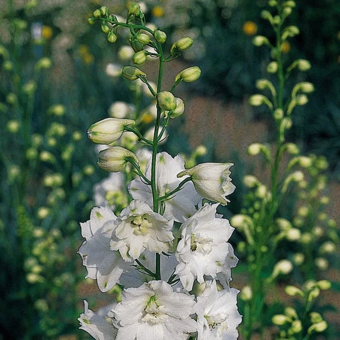 Rittersporn (Delphinium Cultorum) PACIFIC GIANTS Galahad 4 Rittersporn (Delphinium Cultorum) PACIFIC GIANTS Galahad – Bild 2