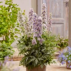 Rittersporn (Delphinium Elatum) HIGHLANDER Rainbow Sensation -LICHTNELKE Geschäft delphinium elatum rittersporn highlander rainbow sensation wb i sk