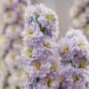 Rittersporn (Delphinium Elatum) HIGHLANDER Rainbow Sensation -LICHTNELKE Geschäft delphinium elatum rittersporn highlander rainbow sensation wb ii sk