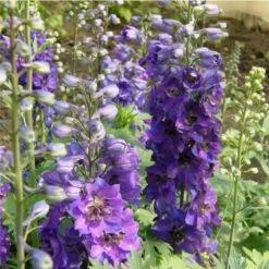 Rittersporn (Delphinium Cultorum ) Darkblue Black Bee