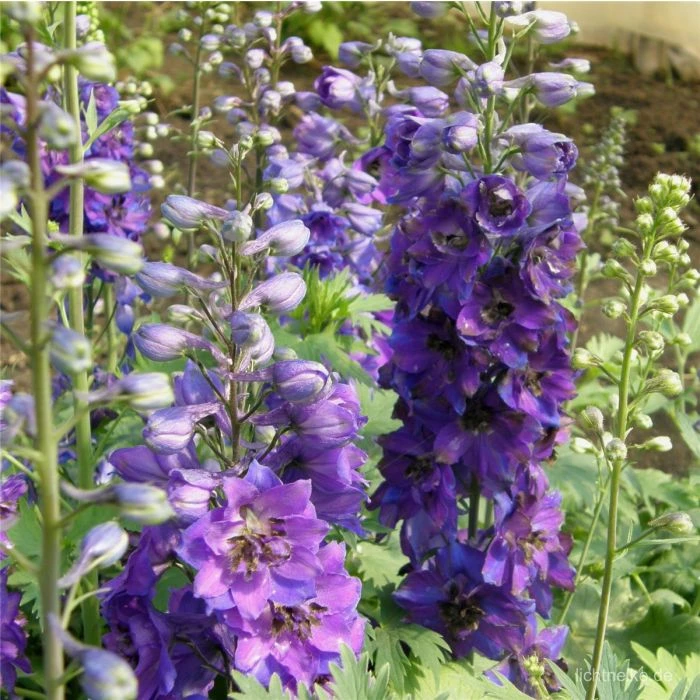 Rittersporn (Delphinium Cultorum ) Darkblue Black Bee 3 Rittersporn (Delphinium Cultorum ) Darkblue Black Bee