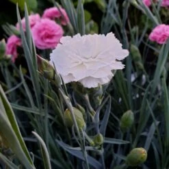 14 Pflanzen (Steingarten Bodendecker In Weiß) Mix -LICHTNELKE Geschäft dianthus pulmarius duftende federnelke devon cottage dove lichtnelke owz iii 1