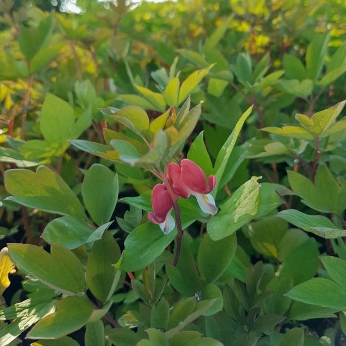 Tränendes Herz (Dicentra Spectabilis) Valentine 6 Tränendes Herz (Dicentra Spectabilis) Valentine – Bild 4