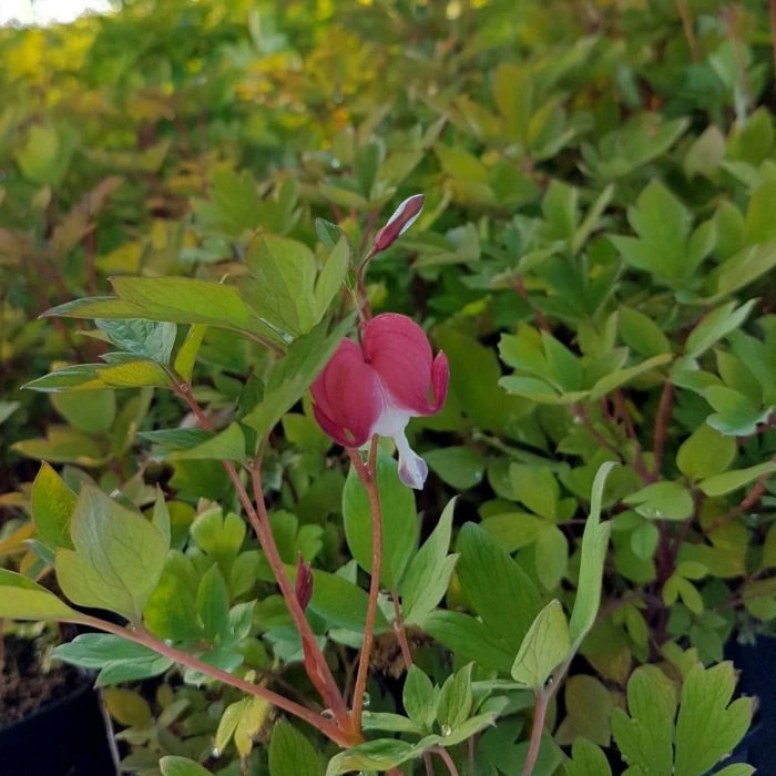 Tränendes Herz (Dicentra Spectabilis) Valentine 5 Tränendes Herz (Dicentra Spectabilis) Valentine – Bild 3