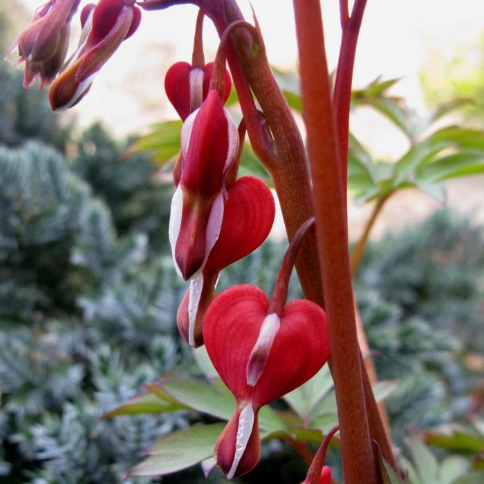 Tränendes Herz (Dicentra Spectabilis) Valentine 3 Tränendes Herz (Dicentra Spectabilis) Valentine