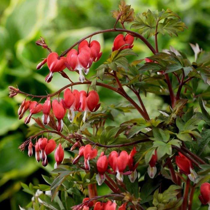 Tränendes Herz (Dicentra Spectabilis) Valentine 4 Tränendes Herz (Dicentra Spectabilis) Valentine – Bild 2