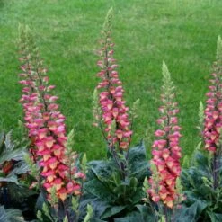 Fingerhut (Digitalis Purpurea X Isoplexis Canariensis) ILLUMINATION Flame 5 Fingerhut (Digitalis Purpurea X Isoplexis Canariensis) ILLUMINATION Flame -LICHTNELKE Geschäft digitalis purpurea isoplexis canariensis fingerhut illumination flame adobestock 429239937 sk