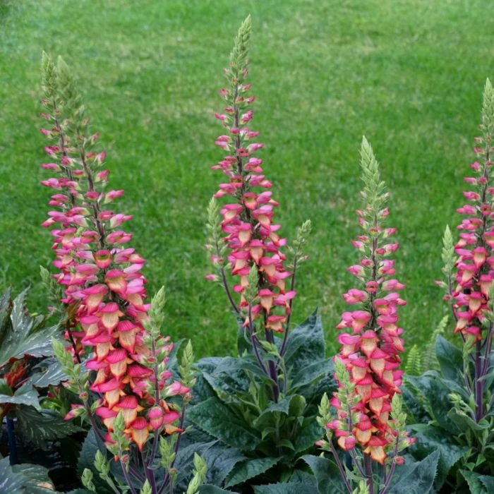 Fingerhut (Digitalis Purpurea X Isoplexis Canariensis) ILLUMINATION Flame 4 Fingerhut (Digitalis Purpurea X Isoplexis Canariensis) ILLUMINATION Flame – Bild 2