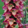 Fingerhut (Digitalis Purpurea X Isoplexis Canariensis) ILLUMINATION Flame 1 Fingerhut (Digitalis Purpurea X Isoplexis Canariensis) ILLUMINATION Flame -LICHTNELKE Geschäft digitalis purpurea isoplexis canariensis fingerhut illumination flame adobestock 429483855 sk