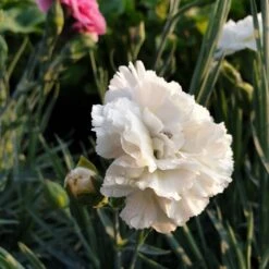 7 Vierländer Pflanzen (Bunte Duftende Federnelken) Mix -LICHTNELKE Geschäft dove Staudengrtnerei Bargest 1