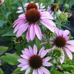 Sonnenhut (Echinacea) Conetto Melon -LICHTNELKE Geschäft echinacea sonnenhut conetto melon lichtnelke owz i