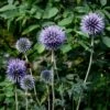 Kugeldistel (Echinops Ritro) 1 Kugeldistel (Echinops Ritro) -LICHTNELKE Geschäft echinops ritro kugeldistel lichtnelke owz i