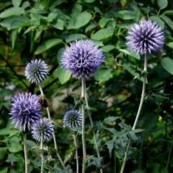 Kugeldistel (Echinops Ritro)
