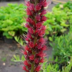 Roter Natternkopf (Echium Amoenum) Red Feathers -LICHTNELKE Geschäft echium amoenum roter natterkopf red feathers lichtnelke owz i