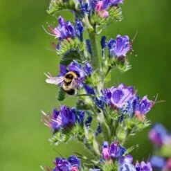 Gewöhnlicher Natternkopf (Echium Vulgare)