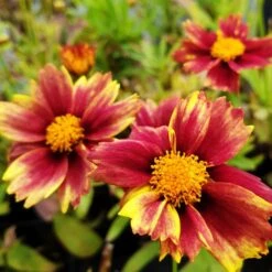 5 Pflanzen Mädchenaugen (Coreopsis) Mix 12 5 Pflanzen Mädchenaugen (Coreopsis) Mix -LICHTNELKE Geschäft enchanted eve2 Staudengrtnerei Bargest 1