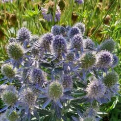 Edeldistel (Eryngium Planum) Blue Hobbit -LICHTNELKE Geschäft eryngium planum edeldistel blue hobbit lichtnelke owz ii