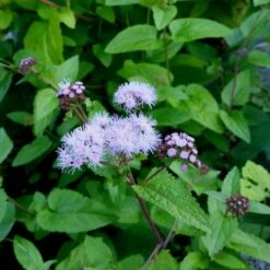 Blauer Wasserdost (Eupatorium Coelestinum) -LICHTNELKE Geschäft eupatorium coelestinum blauer wasserdost lichtnelke owz ii