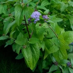 Blauer Wasserdost (Eupatorium Coelestinum) -LICHTNELKE Geschäft eupatorium coelestinum blauer wasserdost lichtnelke owz iv
