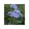 Blauer Wasserdost (Eupatorium Coelestinum) -LICHTNELKE Geschäft eupatorium coelestinum blauer wasserdost