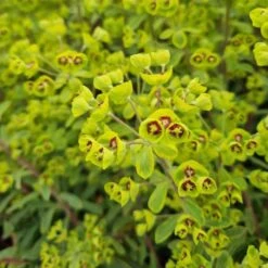 Busch-Wolfsmilch (Euphorbia Amygdaloides) Ascot Rainbow -LICHTNELKE Geschäft euphorbia amygdaloides busch wolfsmilch ascot rainbow lichtnelke owz vi