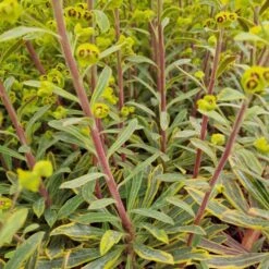 Busch-Wolfsmilch (Euphorbia Amygdaloides) Ascot Rainbow -LICHTNELKE Geschäft euphorbia amygdaloides busch wolfsmilch ascot rainbow lichtnelke owz viii
