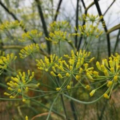 Fenchel (Foeniculum Vulgare) -LICHTNELKE Geschäft fenchel staudengrtnerei bargest