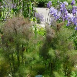 Bronze-Fenchel (Foeniculum Vulgare) Purpureum -LICHTNELKE Geschäft foeniculum vulgare bronze fenchel purpureum lichtnelke owz i