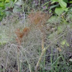 Bronze-Fenchel (Foeniculum Vulgare) Purpureum -LICHTNELKE Geschäft foeniculum vulgare bronze fenchel purpureum lichtnelke owz iii