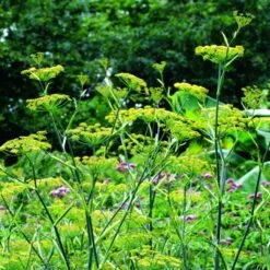 7 Vierländer Pflanzen (Heilpflanzen / Kräuter) Mix -LICHTNELKE Geschäft foeniculum vulgare fenchel flor i sk 1