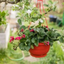 Immertragende Hängeerdbeere (Fragaria Ananassa) Ruby Ann