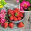 Immertragende Gartenerdbeere (Fragaria Ananassa) SUMMER BREEZE Cherry Blossom -LICHTNELKE Geschäft fragaria ananassa immertragende gartenerdbeere summer breeze cherry blossom vol i 1 2