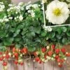 Immertragende Gartenerdbeere (Fragaria Ananassa) SUMMER BREEZE Snow -LICHTNELKE Geschäft fragaria ananassa immertragende gartenerdbeere summer breeze snow vol i 2