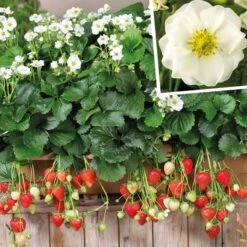Immertragende Gartenerdbeere (Fragaria Ananassa) SUMMER BREEZE Snow