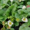 Gourmet-Erdbeere (Fragaria Vesca) Senga Sengana® -LICHTNELKE Geschäft fragaria vesca geschmacks erdbeere senga sengana lichtnelke owz i