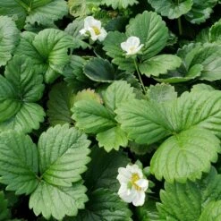 Gourmet-Erdbeere (Fragaria Vesca) Senga Sengana® -LICHTNELKE Geschäft fragaria vesca geschmacks erdbeere senga sengana lichtnelke owz ii