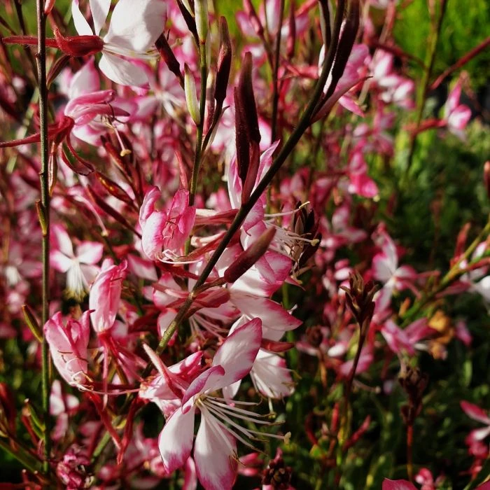Prachtkerze (Gaura Lindheimerii) Freefolk Rosy 6 Prachtkerze (Gaura Lindheimerii) Freefolk Rosy – Bild 4