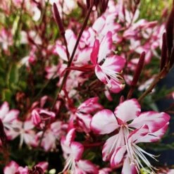 Prachtkerze (Gaura Lindheimerii) Freefolk Rosy 9 Prachtkerze (Gaura Lindheimerii) Freefolk Rosy -LICHTNELKE Geschäft freevolk rosie2 staudeng rtnerei bargest