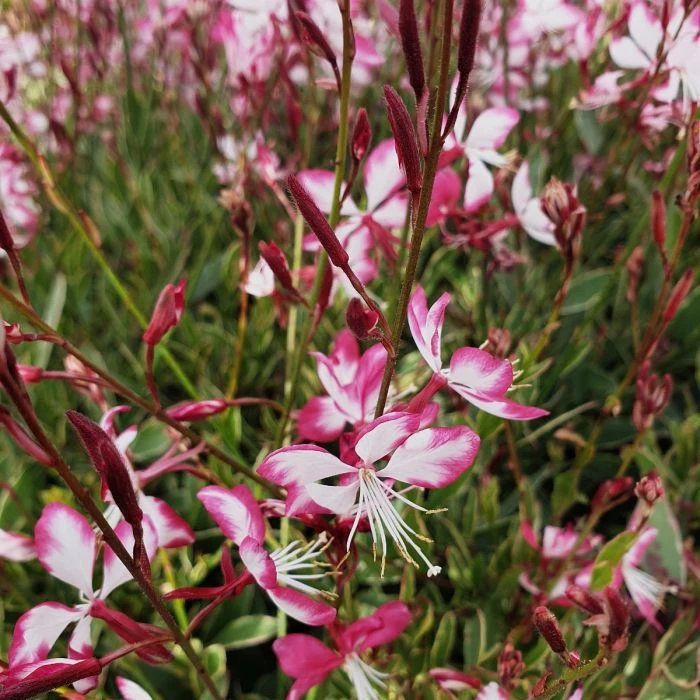 Prachtkerze (Gaura Lindheimerii) Freefolk Rosy 4 Prachtkerze (Gaura Lindheimerii) Freefolk Rosy – Bild 2