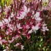 Prachtkerze (Gaura Lindheimerii) Freefolk Rosy -LICHTNELKE Geschäft freevolk rosie4 staudeng rtnerei bargest